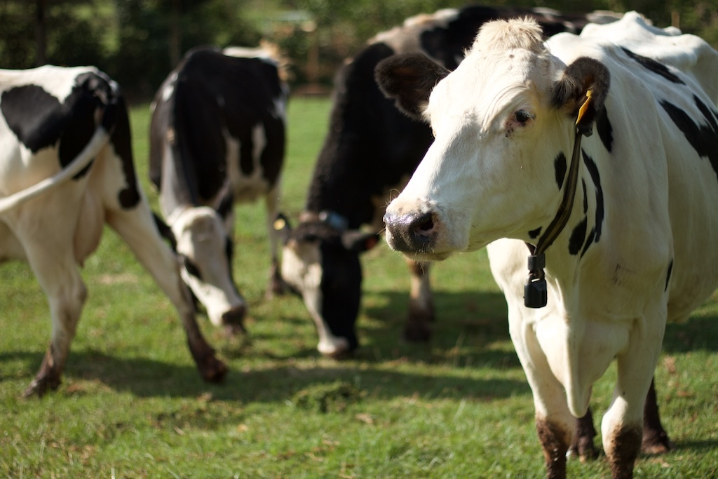 Building a Better Dairy Future, One Drop at a Time