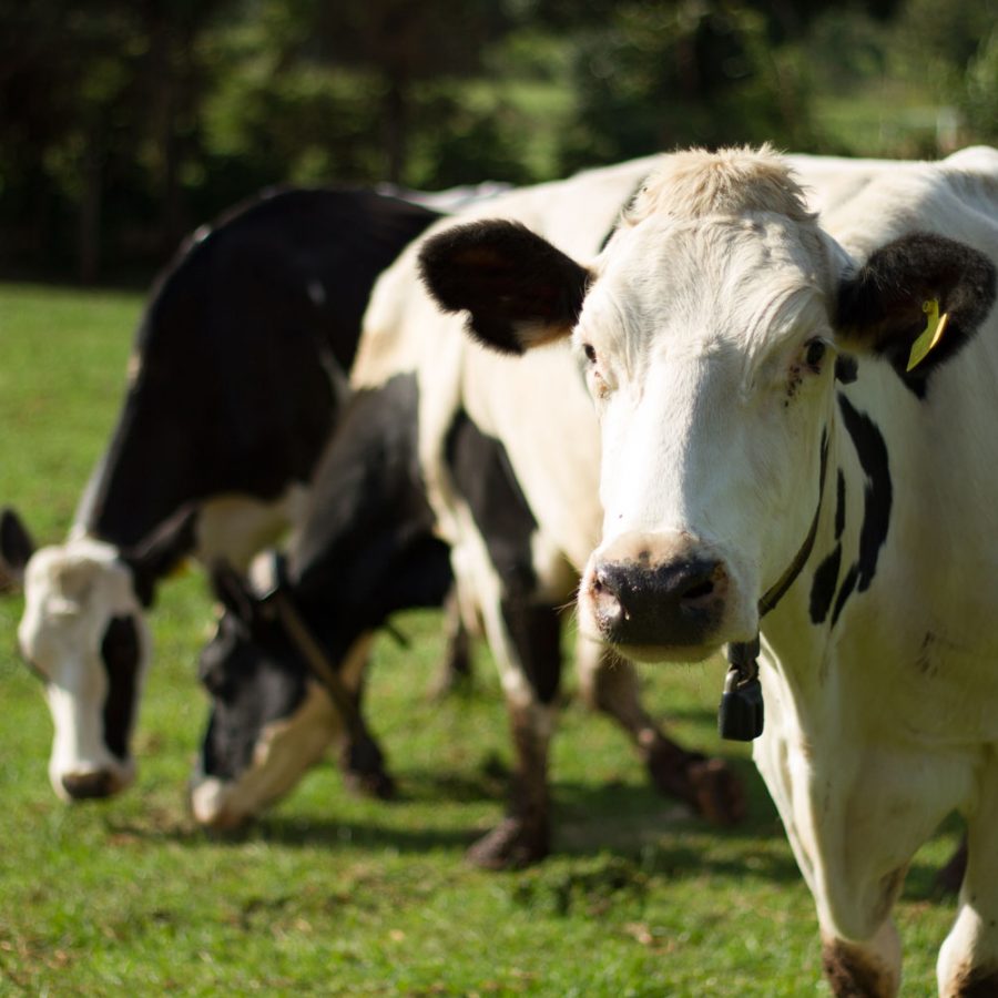 white-cow-field white-cow-field